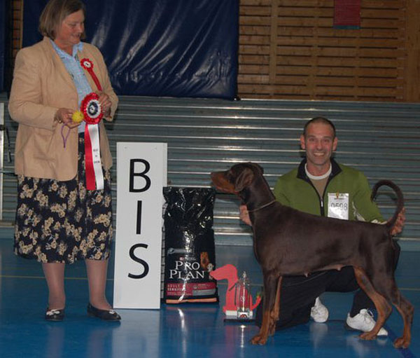 Amarone BEST IN SHOW hos Fitjar-Stord Hundeklubb 2010 