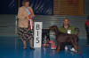 BEST IN SHOW på Stord 11.2010 - Dobermannen Secret Dreams Of Sirius Amarone